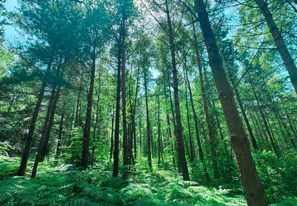Sunlight falling through woodland onto a carpet of green ferns